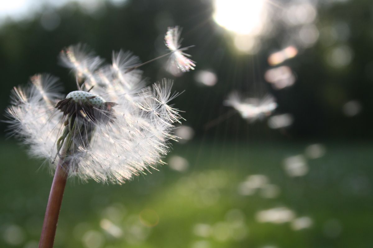 A dandelion gone to seed in a weedy, neglected lawn