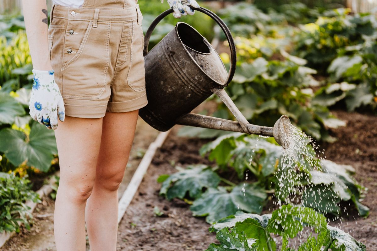 Watering a newly planted vegetable and flower bed